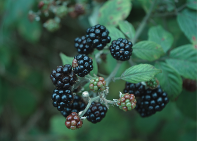 Foraging for Wild Edibles: Tips for Finding Food in Nature's Pantry